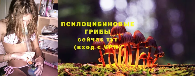 shop наркотические препараты  Безенчук  Псилоцибиновые грибы Psilocybine cubensis 